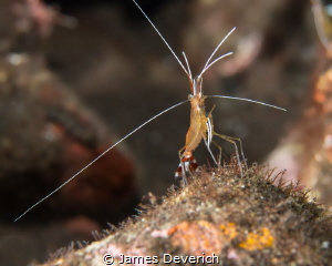 The Noble Shrimp by James Deverich 